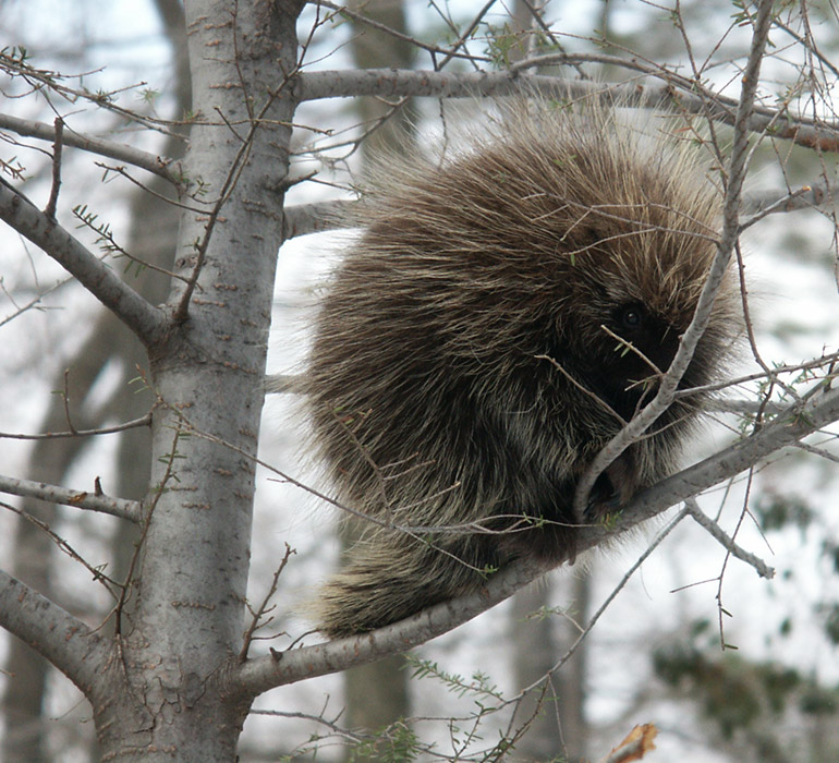 Photograph of a porcupine sitting on a tree branch